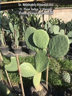 ต้นกระบองเพชรกินได้สายพันธุ์ โอ.ฟิคัสอินดิก้าอินเนอมิส O. Ficus Indica var Inermis ขนาดใหญ่กราฟบนตอเสมาแพดอวบหนาทรงสวยมาก
