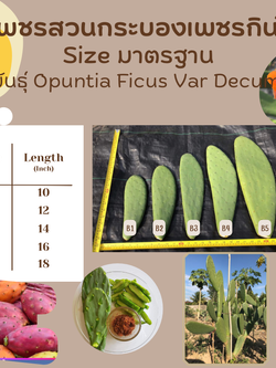 พันธุ์ "มะรุ่ง" No.2B รหัส" DC-PA-B1-5 กระบองเพชรกินได้ สายพันธุ์โอพันเทียฟิคัสอินดิก้า-เดคูมานา Opuntia Ficus Indica var Decumana 5 ขนาด ตัดสด