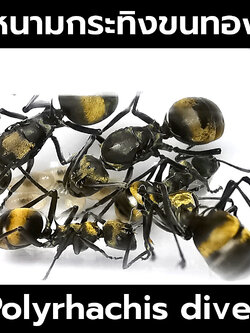 นางพญามดหนามกระทิงขนทอง พร้อมมดงานและไข่