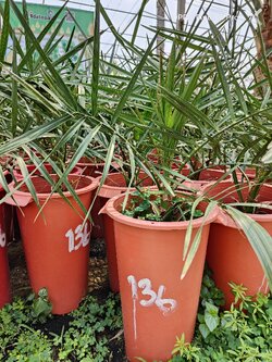 บาฮีแดง136(แลปคาซาอีฟ) ชำลงกระถาง 14 นิ่วมาแล้วเดือนกว่า ต้นแข็งแรง รากไม่ช้ำ ไม่ชะงักการโต