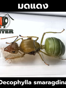 มดแดง, แม่เป้ง Oecophylla smaragdina
