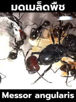 มดเมล็ดพืช Messor Angularis