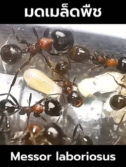 มดเมล็ดพืช Messor laboriosus