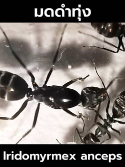 มดดำทุ่ง Iridomyrmex anceps