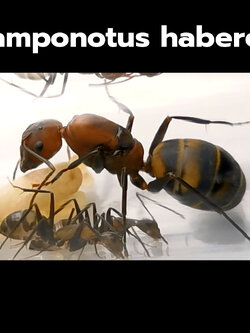 มดตะลาน Camponotus habereri พร้อมมดงาน