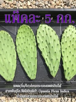 แพ็คละ 5 กก. (28-38 ชิ้น) แพดอ่อนกระบองเพชรกินได้ผักกระบองเพชรหรือที่ต่างประเทศเรียกว่าโนปาล สายพันธุ์โอพันเทียฟิคัสอินดิก้า Opuntia Ficus Indica