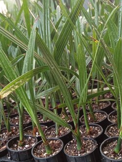 อินทผลัม เพาะเนื้อเยื่อ สายพันธุ์บาฮี UAE(ผลสีเหลือง)ตอปิโด