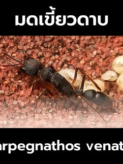 มดเขี้ยวดาบ Harpegnathos venator (อ่านรายละเอียดก่อนสั่ง)