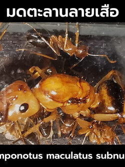 มดตะลานลายเสือ พร้อมมดงาน Camponotus maculatus subnudus