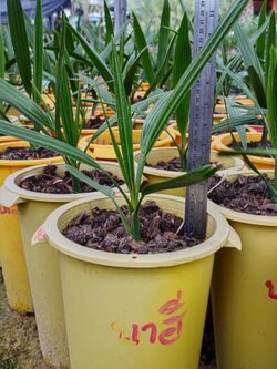 อินทผลัม เพาะเนื้อเยื่อ สายพันธุ์ บาฮี (ผลสีเหลือง)UAEรหัส 104 อายุ 7 เดือน