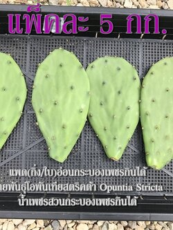 แพ็คละ 5 กก. แพดอ่อนกระบองเพชรกินได้ผักกระบองเพชรหรือที่ต่างประเทศเรียกว่าโนปาล สายพันธุ์โอพันเทียสตริคต้า Opuntia Stricta