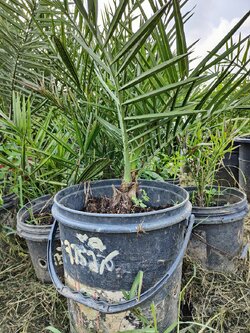 จาร์วิส พ่อพันธุ์รุ่นพร้อมปลูก(แลปคาซาอีฟ) ชำลงกระถาง 20 ลิตรมาแล้วเกือบ 2 ปี ต้นแข็งแรง รากไม่ช้ำ ไม่ชะงักการโต