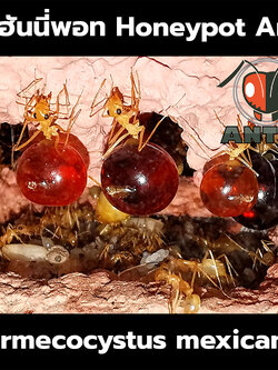 มดฮันนี่พอท Myrmecocystus mexicanus (Honeypot Ants, มดโถน้ำผึ้ง)