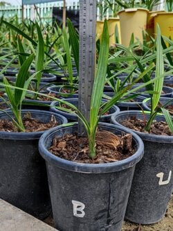 บาฮี (เหลือง)