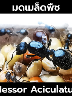 มดเมล็ดพืช Messor Aciculatus