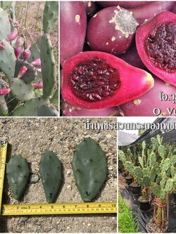 พันธุ์กระบองเพชรกินได้สายพันธุ์โอ.วุลการิส O. Vulgaris ขนาดมาตรฐาน 3 ขนาด ตัดสดทาเร่งราก