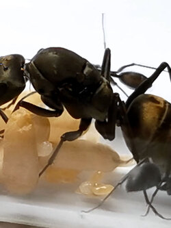 นางพญามดตะลานปล้องขี้เถ้า พร้อมมดงาน