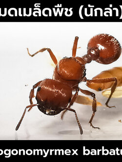 มดเมล็ดพืชพิษ Pogonomyrmex barbatus