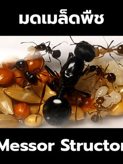 มดเมล็ดพืช Messor Structor