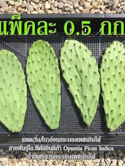แพดอ่อนกระบองเพชรกินได้ผักกระบองเพชรหรือที่ต่างประเทศเรียกว่าโนปาล สายพันธุ์โอพันเทียฟิคัสอินดิก้า Opuntia Ficus Indica แพ็คละ 0.5 กก.