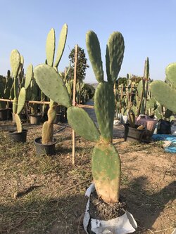 ID-PL-005 ต้นกระบองเพชรกินได้สายพันธุ์ โอ.ฟิคัสอินดิก้า O. Ficus Indica ขนาดย่อมตามรูปแพดอวบหนา ขนาดและตำหนิตามรูป ทรงสวยมาก