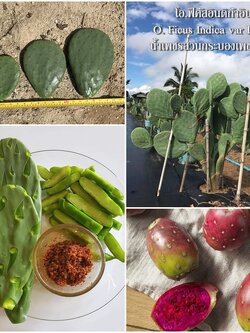 พันธุ์กระบองเพชรกินได้สายพันธุ์ โอ.ฟิคัสอินดิก้าอินเนอมิส O. Ficus Indica var Inermis ขนาดมาตรฐาน 3 ขนาด ตัดสดทาเร่งราก