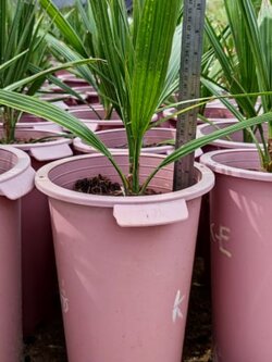 อินทผลัม เพาะเนื้อเยื่อ สายพันธุ์โครไนซี่ อิหร่าน (ผลสีแดง)อายุ 7 เดือน