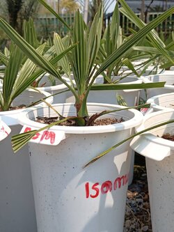 อินทผลัม เพาะเนื้อเยื่อ สายพันธุ์เรดกานามิ(RGM)อายุ 7-9เดือน