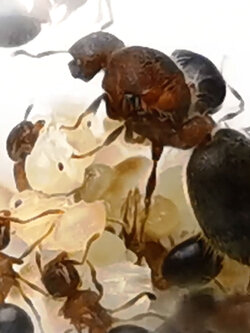 นางพญามดโล่บ้าน พร้อมมดงาน