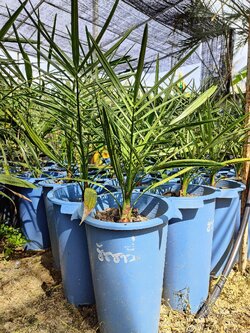 ฮัสซาวี่124