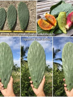 พันธุ์กระบองเพชรกินได้สายพันธุ์โอพันเทียฟิคัสอินดิก้า Opuntia Ficus Indica ขนาดมาตรฐาน 3 ขนาด ตัดสดทาเร่งราก