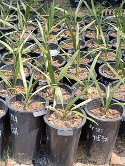 อินทผลัมเพาะเนื้อเยื่อ สายพันธุ์จาร์วิส(JV 121)อายุ 5 เดือน