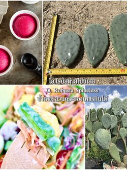 พันธุ์กระบองเพชรกินได้สายพันธุ์โอ.โรบัสต้าสไปน์เลส O. Robusta Spineless ขนาดมาตรฐาน 3 ขนาด ตัดสดทาเร่งราก