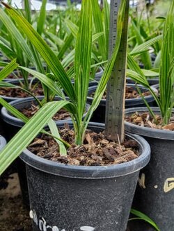 อินทผลัม เพาะเนื้อเยื่อ สายพันธุ์เรดกานามิ (RGM) อายุ 3-4 เดือน