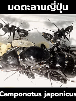 นางพญามดตะลานญี่ปุ่น พร้อมมดงาน