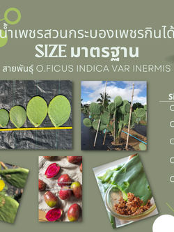 พันธุ์ "มะรุ่ง" No.3C รหัส" IN-PA-C1-5 กระบองเพชรกินได้ สายพันธุ์โอพันเทียฟิคัสอินดิก้า-อินเนอมิส Opuntia Ficus Indica var Inermis 5 ขนาด ตัดสด