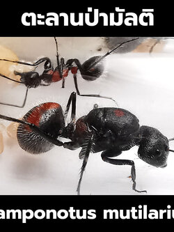 มดตะลานป่ามัลติ ตะลานมัลติ Camponotus mutilarius
