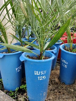 เบรม 125 สีส้มโอรส ทานผลสด ไม่ติดฝาด ออกต้นฤดู