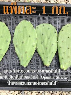 แพ็คละ 1 กก. แพดอ่อนกระบองเพชรกินได้ผักกระบองเพชรหรือที่ต่างประเทศเรียกว่าโนปาล สายพันธุ์โอพันเทียสตริคต้า Opuntia Stricta