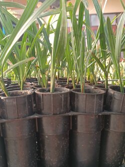 อินทผลัม เพาะเนื้อเยื่อ สายพันธุ์บาฮี อิหร่าน (ตอปิโด)