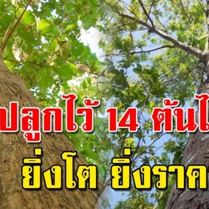 ต้นไม้ 14 ชนิด ปลูกเก็บไว้ เหมือนมีเงินออม