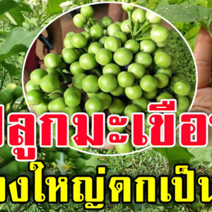 รู้จักมะเขือพวงผักพื้นบ้าน