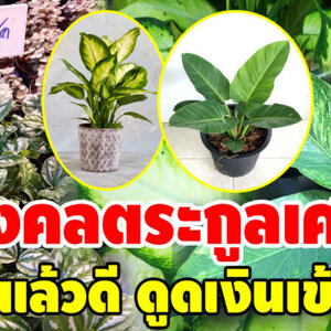 5 ต้นไม้ตระกูลเศรษฐี มีติดบ้านไว้ เสริมมงคลแก่ชีวิต