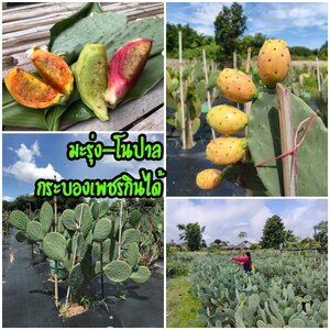 มารู้จักกับมะรุ่ง-โนปาลกัน กระบองเพชรกินได้ได้กินแล้วในไทย ใครจะได้ประโยนช์บ้าง