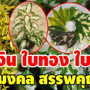 ต้นใบทองใบเงินใบนากเสริมสิริมงคลเงินทอง