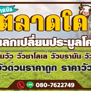รถขนส่งวัวควาย โทร 088-9952629 วัว ควาย รถรับจ้างขนสัตว์ ขนแพะ ขนแกะ ขนโค ขนกระบือ ขนส่งสัตว์ ทุกชนิด ทั่วประเทศ