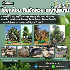 จัดสวนหินโทร 096-8588145 จัดหาต้นไม้มงคล หินจัดสวน หินกาบ หินน้ำตก ญ้านวลน้อย หญ้าญี่ปุ่น ,