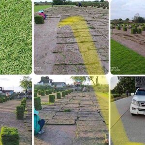 ไอเดียแต่งสวน โทร 096-8588145 จัดหาต้นไม้มงคล หินจัดสวน หินกาบ หินน้ำตก ญ้านวลน้อย หญ้าญี่ปุ่น