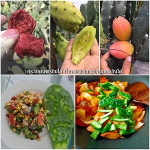 อยากรู้ไหม? กระบองเพชรกินได้ กินตรงไหน? กินยังไง?
