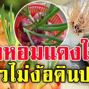 ปลูกหอมแดงในตะกร้า แบบไม่ต้องใช้ดิน